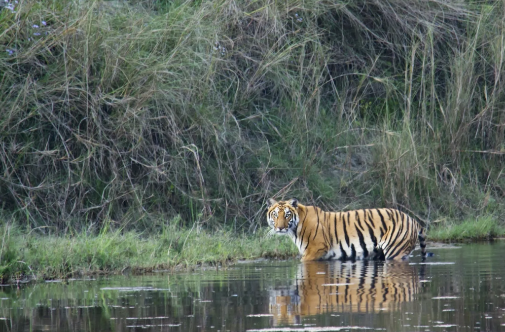 Tigre Bardia Nepal
