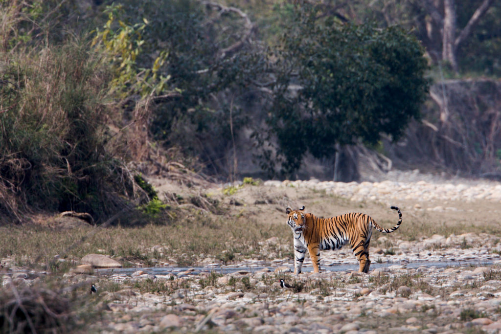 Tiger in Bardia