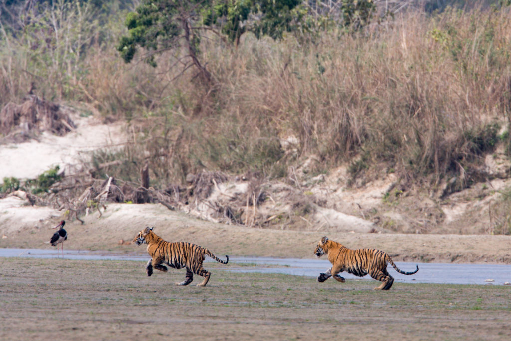 Tiger cubs in Bardia